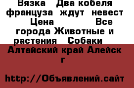  Вязка ! Два кобеля француза ,ждут  невест.. › Цена ­ 11 000 - Все города Животные и растения » Собаки   . Алтайский край,Алейск г.